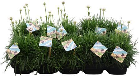 Armeria Maritima Wit