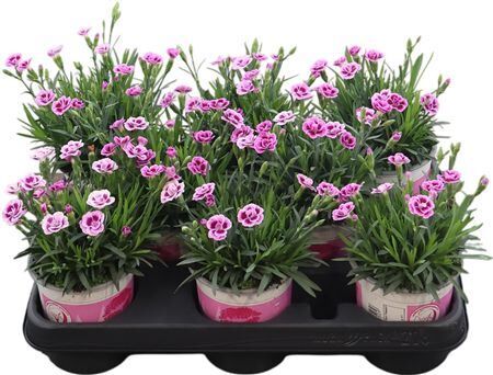 Dianthus Pink Kisses