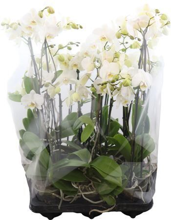 Phal Keekie White 2-3 Spike