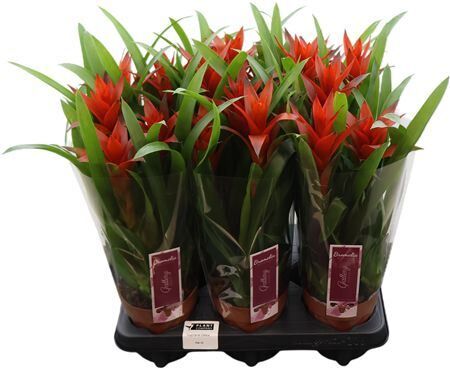 Guzmania Overig