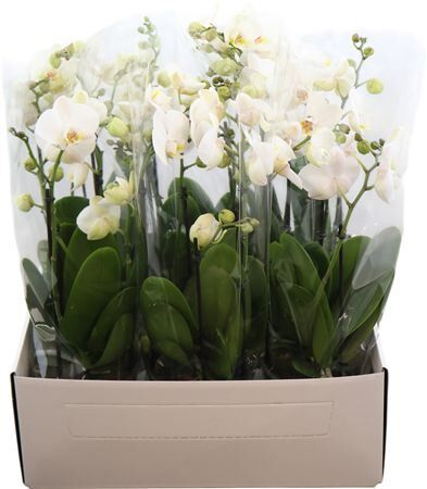 Phal Duo Flower Power 3-5 Tak