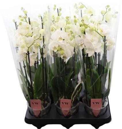 Phal Wit Inverness 6 Tak