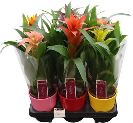 Guzmania Gemengd In Keramiek