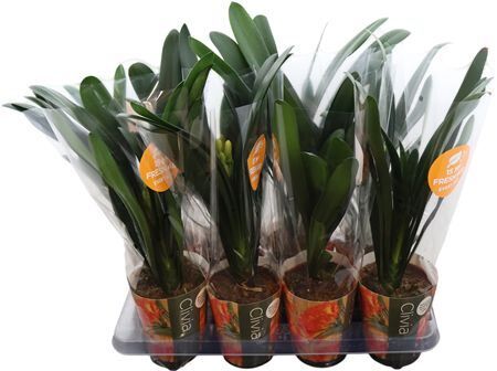 Clivia Miniata Met Potcover