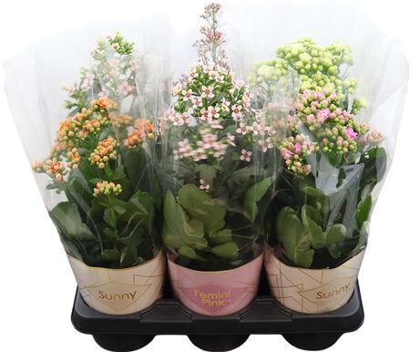 Kalanchoe Special Mix, Minimaal 3 S