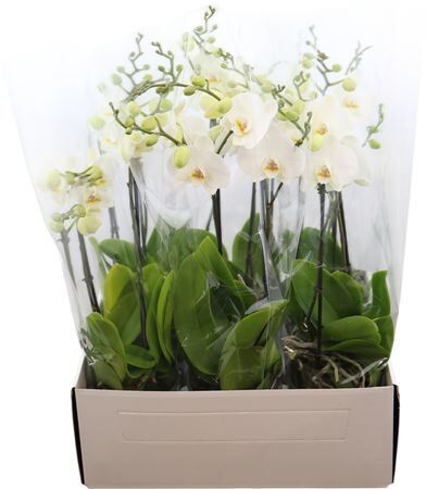 Phal Duo White 2-4 Tak (bo)