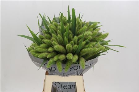 Siergras Setaria It Voll Melk