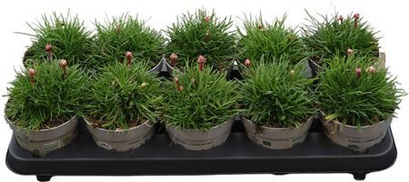 Armeria Engels Gras 12 Cm Rose