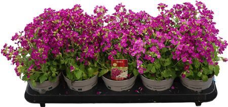 Arabis Lit. Treasure Rose 12 Cm
