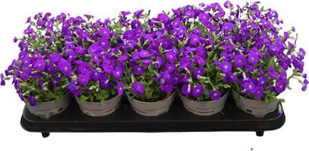 Aubrieta Gracillis 12 Cm