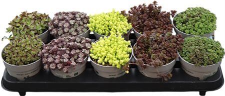 Sedum 12 Cm Gemengd