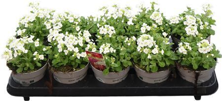 Arabis Lit. Treasure Wit 12 Cm