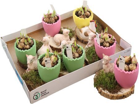 Arr Tete A Tete Ei Plateau