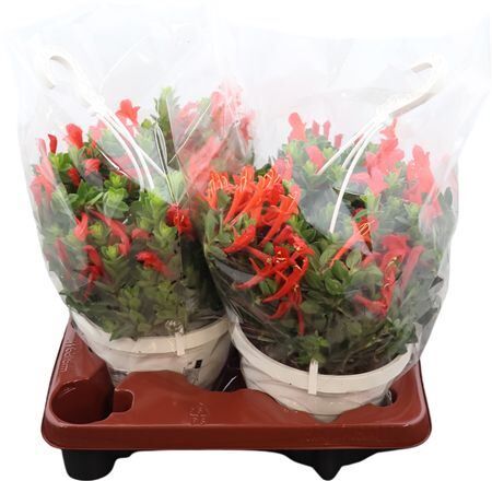 Columnea Get�tet Ampel