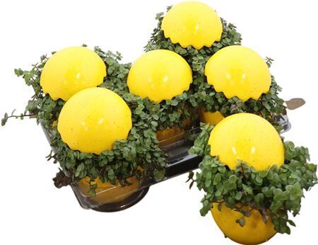 Callisia Easter Keramiek