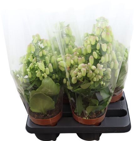 Kalanchoe Magic Bells