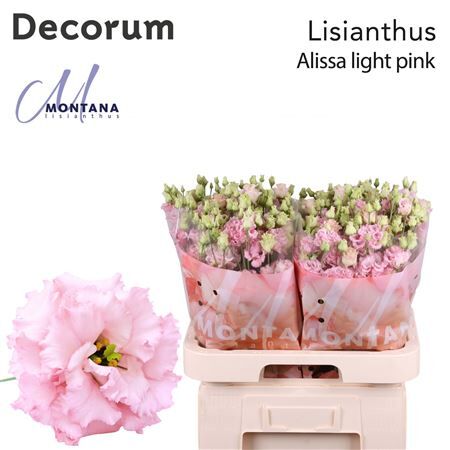 Eus G Alissa Light Pink