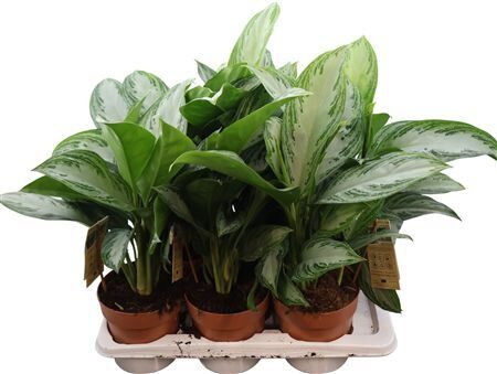 Aglaonema Silver Bay
