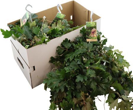 Cissus Ellen Danica Hangpot