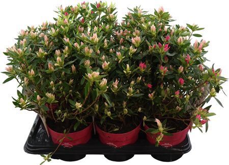 Azalea P17 Pink Spider