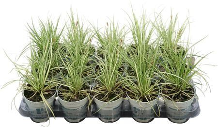 Carex Oshimensis Evergold