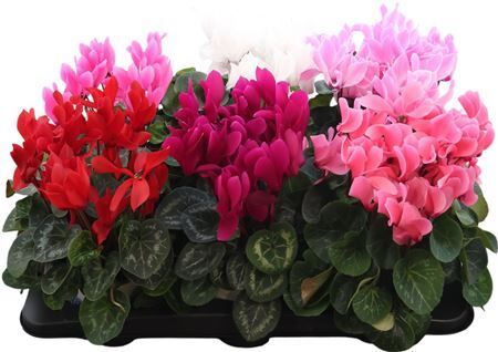 Cyclamen Grootbloemig Super Serie X