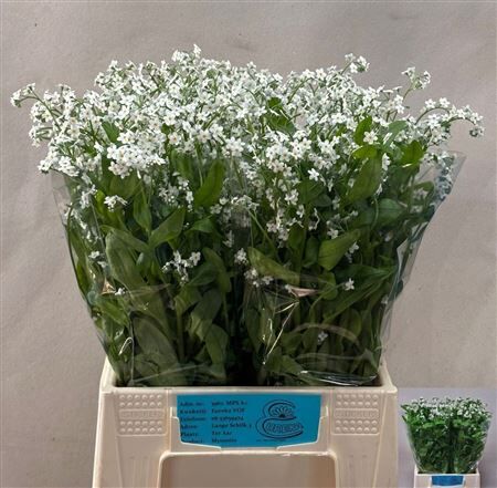 Myosotis White Memory