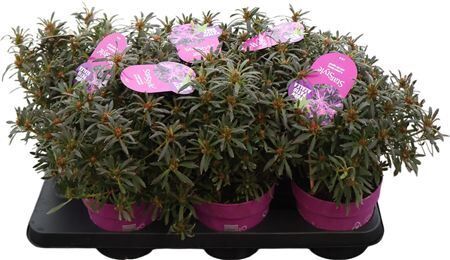 Azalea P15 Starstyle