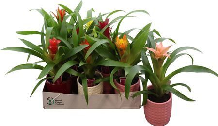 Guzm Gemengd Keramiek Ruit