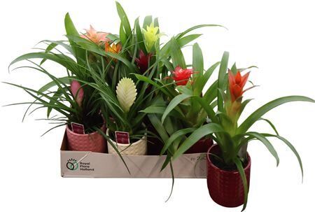 Brom Gemengd Keramiek Ruit