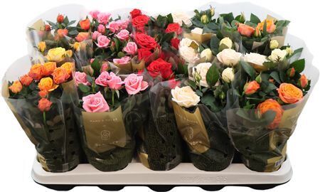 Rosa Kordana Grande Mix