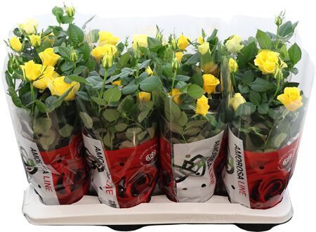 Potroos Infinity Yellow P14 Amorosa