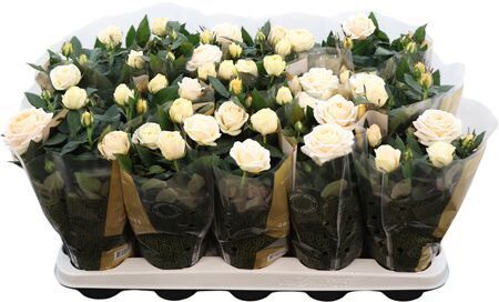 Rosa Kordana Grande Belami