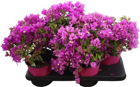 Bougainvillea Struik