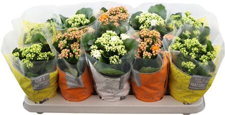 Kalanchoe Perfecta Paasmix Gfn