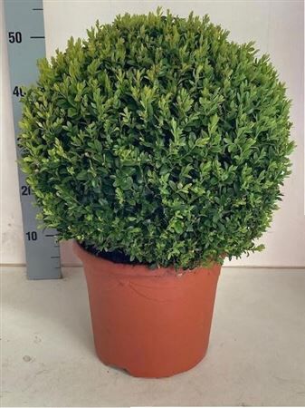 Buxu Sempervirens