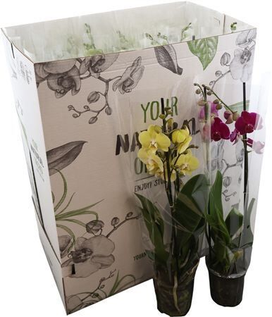 Phal Gemengd 2 Tak Your Natural Orchid