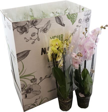 Phal Gemengd 3 Tak Your Natural Orchid