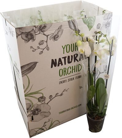 Phal White 2 Tak Your Natural Orchid