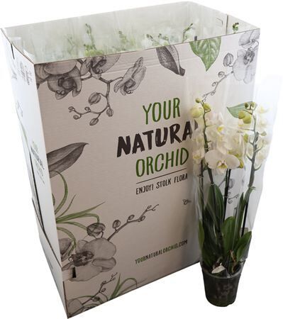 Phal White 3 Tak Your Natural Orchid