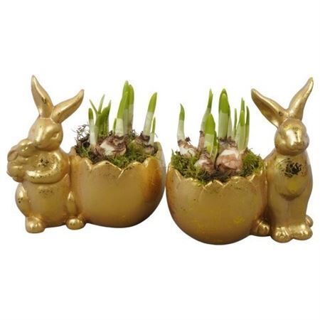 Arr Narcissus Easter