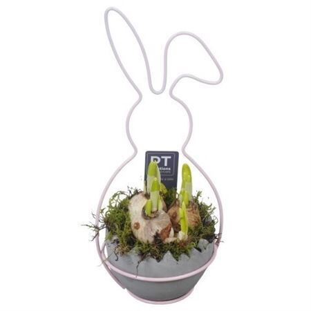 Arr Narcissus Easter