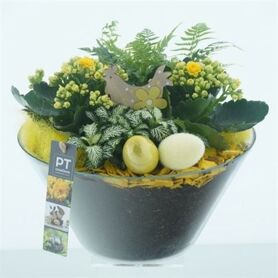 Arr Kamerplanten