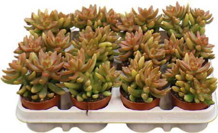 Sedum Neusbaumiama Orange