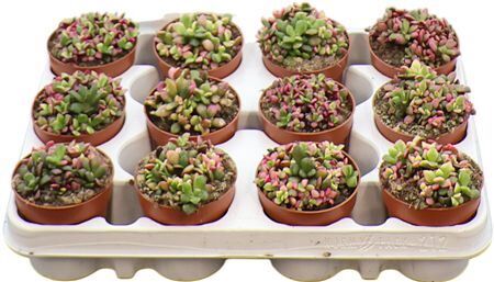 Anacampseros Sunrise