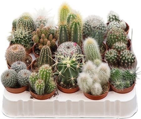 Cactus Gemengd