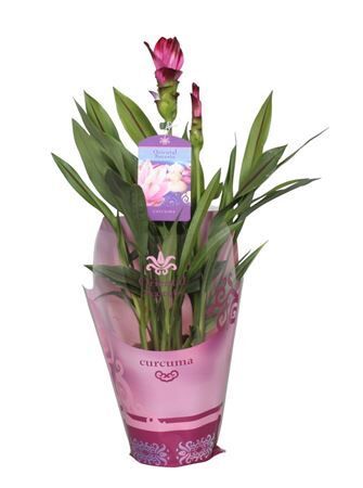 Curcuma Splash In Potcover