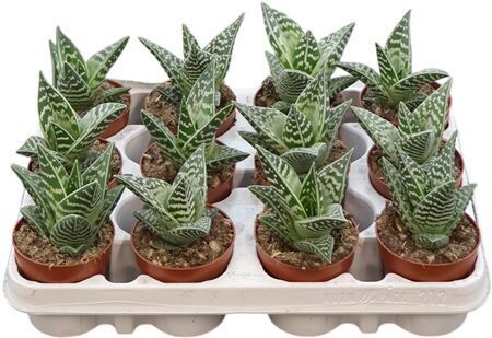 Aloe Variegata Compacta