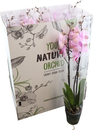 Phal Washington 2 Tak