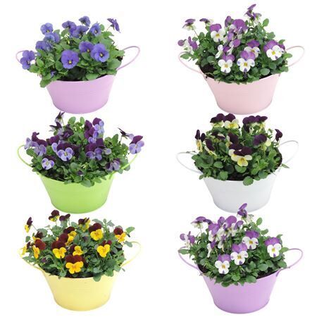 (0002) Viola Cornuta In Zinken Scha